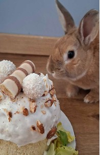 Kuzia the bunny next to a cake